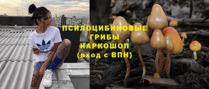 Галлюциногенные грибы Psilocybe  МЕГА зеркало  Белозерск 